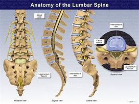 Image result for Lumbar Spine Anatomical Landmarks