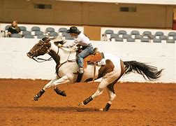 Image result for Paint Horse Barrel Racing