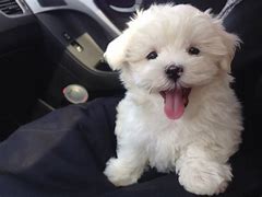 Image result for Cute Little Maltese Puppies