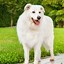 Image result for White Puffy Doggo