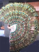 Image result for Peacock Feather Fan