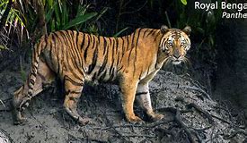 Image result for Bengal Animal