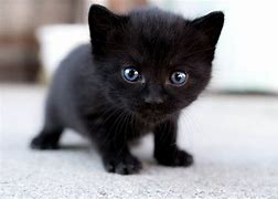 Image result for 6 Week Kitten