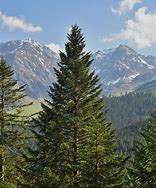 Image result for Abies Tree