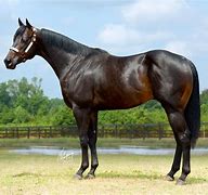 Image result for Brown Quarter Horse Stallion