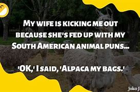 Image result for Alpaca Jokes