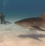 Image result for Tiger Shark Location