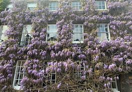 Image result for Statues Covered with Wisteria