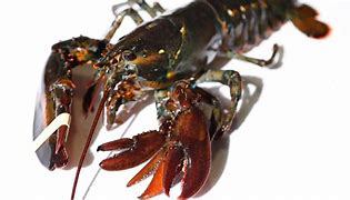 Image result for Clawed Lobster