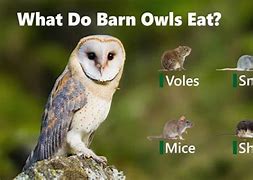 Image result for Barn Owl Eating