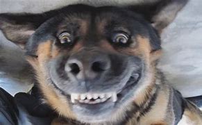 Image result for Pair of Smiling Dogs