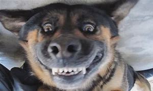 Image result for Smiling Dog No Chair