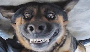 Image result for Smile Dog Cute