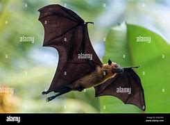 Image result for Pteropus