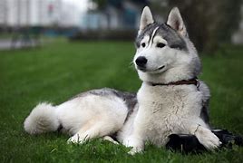 Image result for Silver and White Siberian Husky