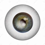 Image result for Eye Ball Anatomy Retina