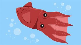 Image result for Vampire Squid