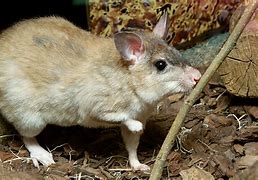 Image result for Yapping Rat