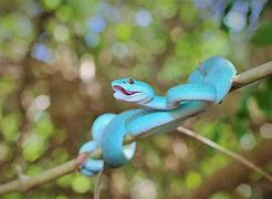 Image result for Blue Pit Viper