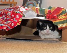 Image result for Gifts for Cat People