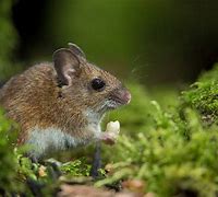 Image result for Meadow Vole and Woodland Volvo