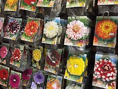 Image result for Summer Flowering Bulbs