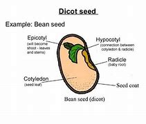 Image result for Two Cotyledons