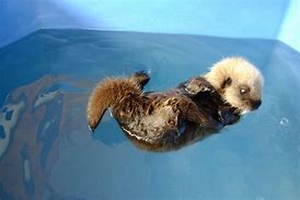 Image result for Sea Otter