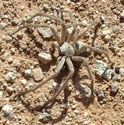 Image result for Giant Desert Spider