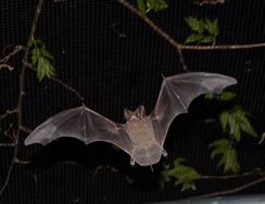 Image result for Mexican Free Tail Bat