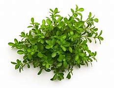 Image result for Ades Fresh Leaves