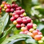 Image result for Coffee Beans Product