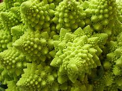 Image result for Fractal Real Life