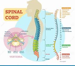 Image result for View of Spinal Column