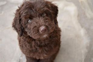 Image result for Chocolate Labradoodle