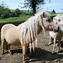 Image result for Braided Horse Mane