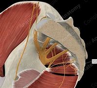 Image result for Coccygeal Plexus