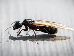 Image result for Flying Ant Looking Creatures