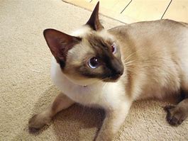 Image result for Brown Point Siamese