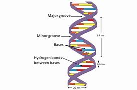 Image result for Double Helix Bond