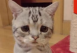 Image result for Muka Kucing Sedih Meme