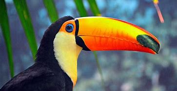 Image result for Toucan Bird Camera