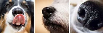 Image result for Dog Cold Nose