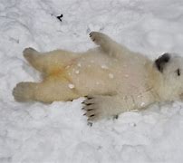 Image result for Royalty Free Polar Bears Protecting Cubs