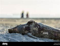 Image result for Dead Harbour Porpoise