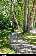 Image result for Foot Path with Trees