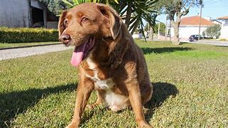 Image result for Oldest Dog Ever Recorded