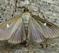 Image result for Box Tree Moth Eggs QTY