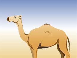 Image result for Camel and Bud