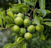 Image result for Dugar Plums